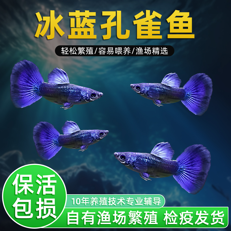 精品冰蓝孔雀鱼好养耐活鱼孕母临产小型热带胎生鱼苗观赏鱼凤尾鱼