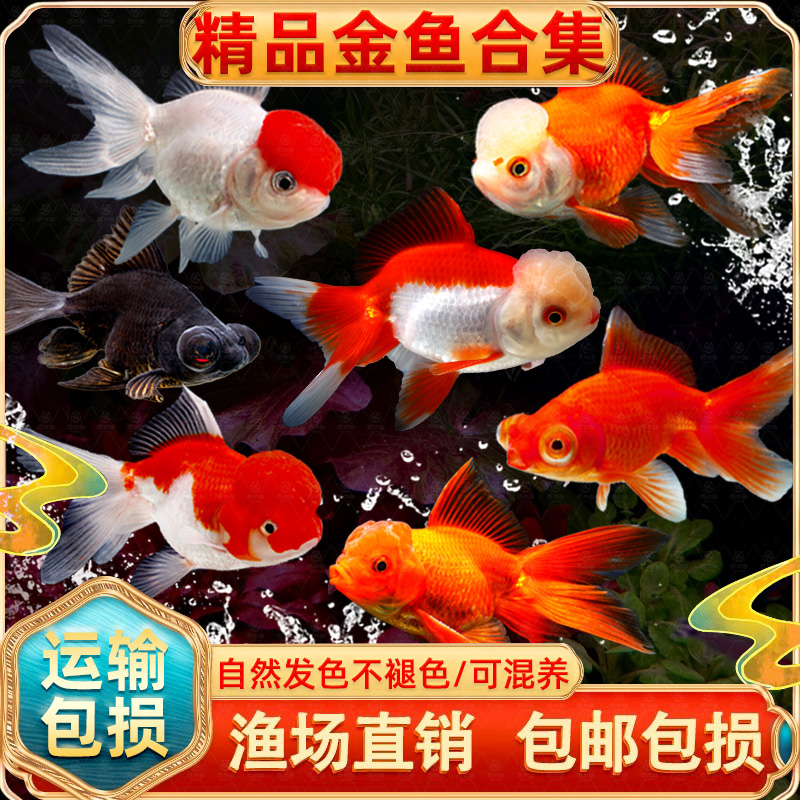 金鱼活鱼鱼苗观赏鱼自来水好养耐活小金鱼不加温冷水鱼淡水宠物鱼