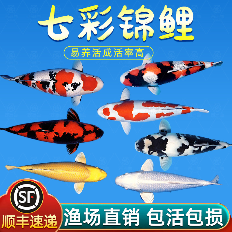 顺丰锦鲤活鱼纯种三色冷水鱼小型鱼苗观赏鱼好养耐活淡水金鱼活体