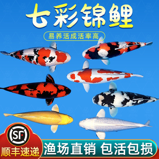 顺丰锦鲤活鱼纯种三色冷水鱼小型鱼苗观赏鱼好养耐活淡水金鱼活体