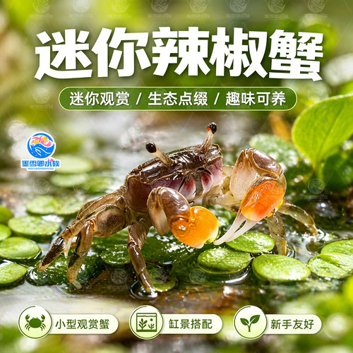 迷你蟹辣椒蟹活体宠物螃蟹观赏蟹吃虫除藻淡水蟹鱼缸爬行底栖动物