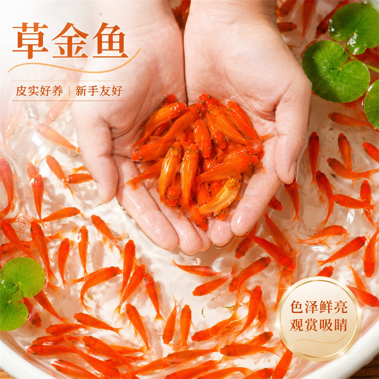 不用打氧的大红草金鱼闯缸新手好养耐活冷水自来水活鱼锦鲤观赏鱼