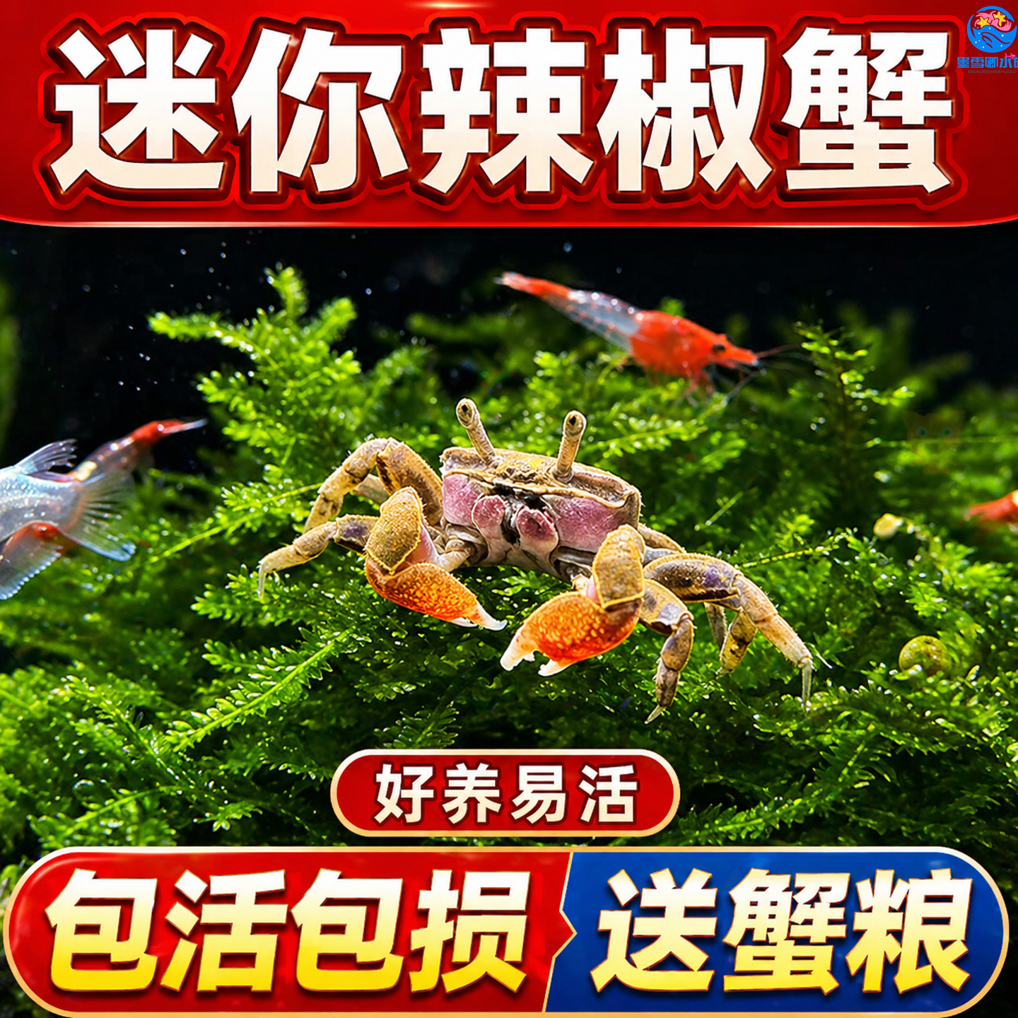 迷你辣椒蟹活体深水除藻吃粪吃垃圾鱼缸淡水爬宠观赏清洁蟹小螃蟹