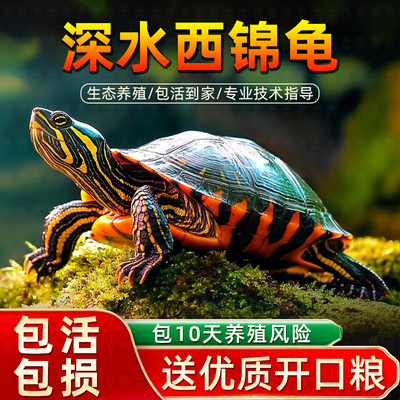 乌龟活物西锦龟宠物龟红腹西锦小乌龟活体深水龟观赏龟招财龟包邮