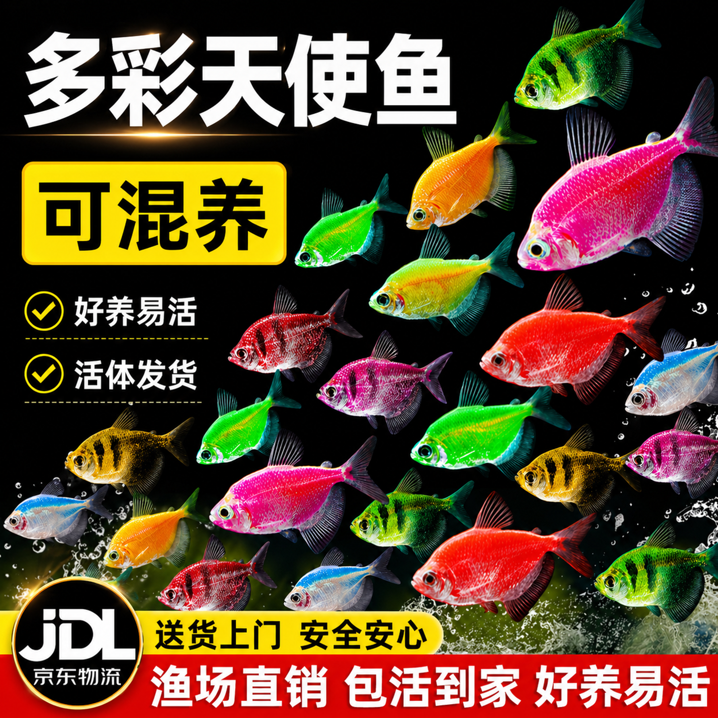 七彩糖果天使鱼热带鱼好养耐活冷水鱼小鱼活鱼苗观赏鱼金鱼群游鱼