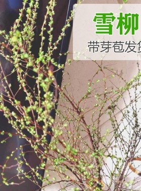 云南鲜枝雪柳长花期带芽雪柳鲜花水培插水泡水开花枝条