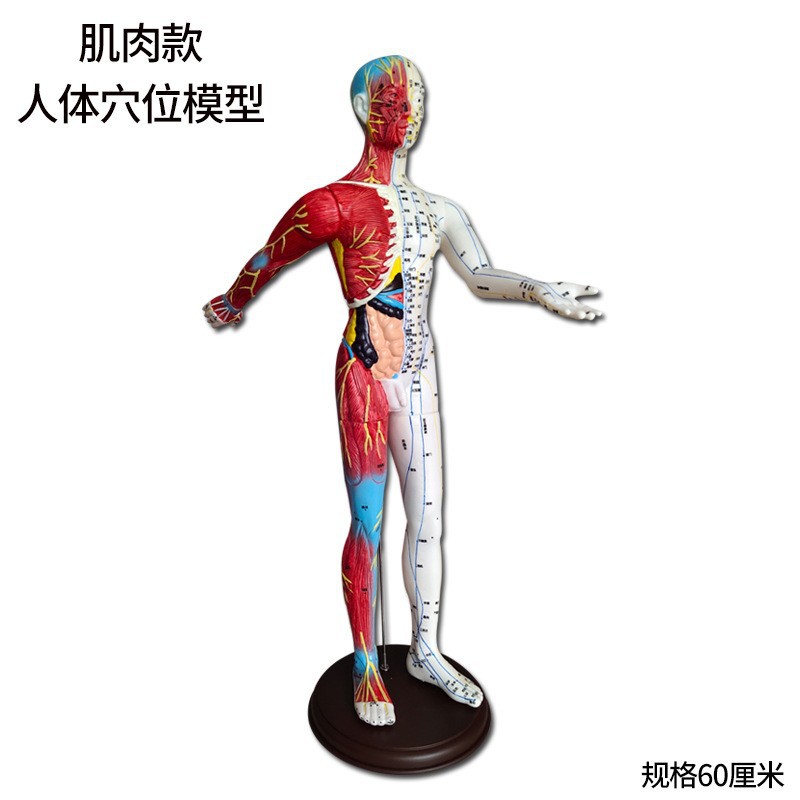 人体穴位肌肉反射区教学模型