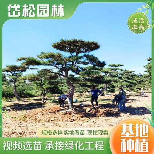 基地现挖现发造型松树别墅庭院观赏18公分造型松易成活地栽黑松