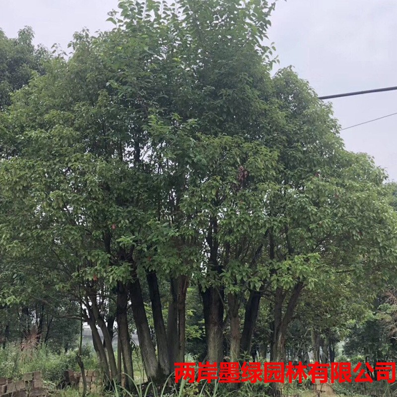 园林绿化多头香樟树基地批发