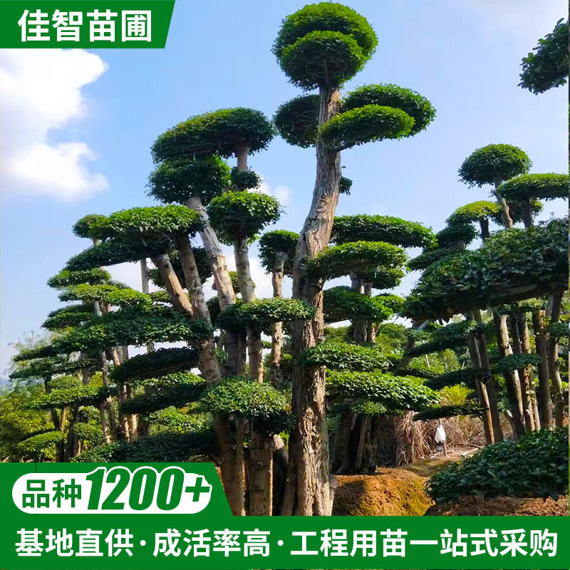 苗圃基地供应小叶女贞桩造型树女贞桩景观树庭院小叶女贞桩