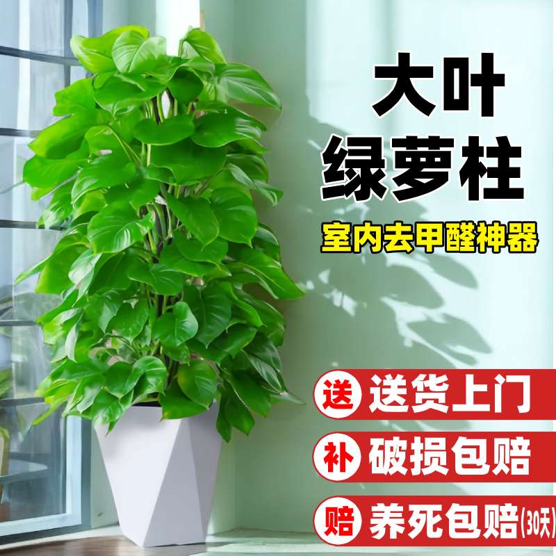 大叶绿萝柱盆栽客厅大型绿植办公室内除甲醛净化空气四季好养绿箩