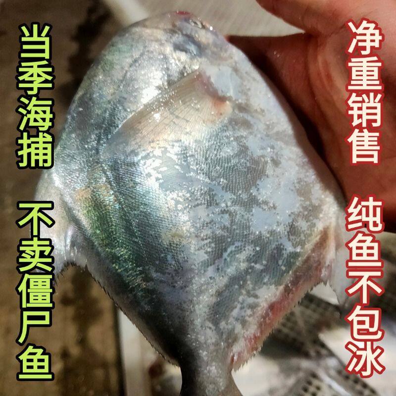 舟山雷达网野生银鲳鱼一斤三四条白鳞鲳鱼东海鲳鱼鲳鳊鱼顺丰包邮