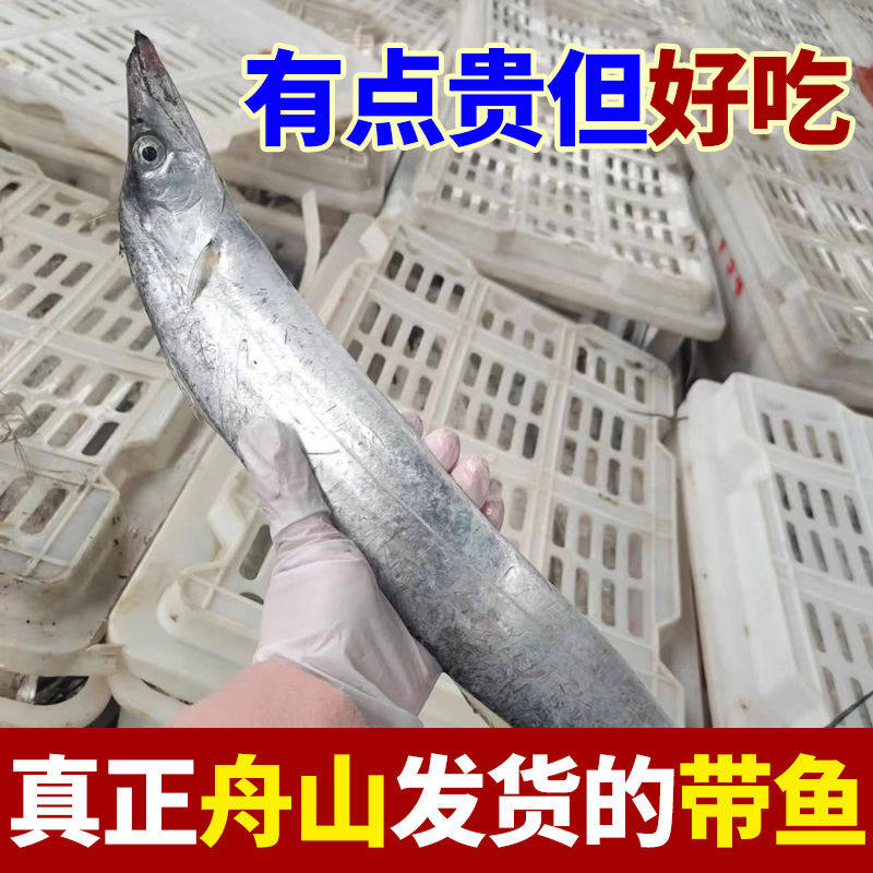 舟山小眼带鱼特大东海雷达网油带鱼整条鲜活冷冻新鲜海钓带鱼刀鱼