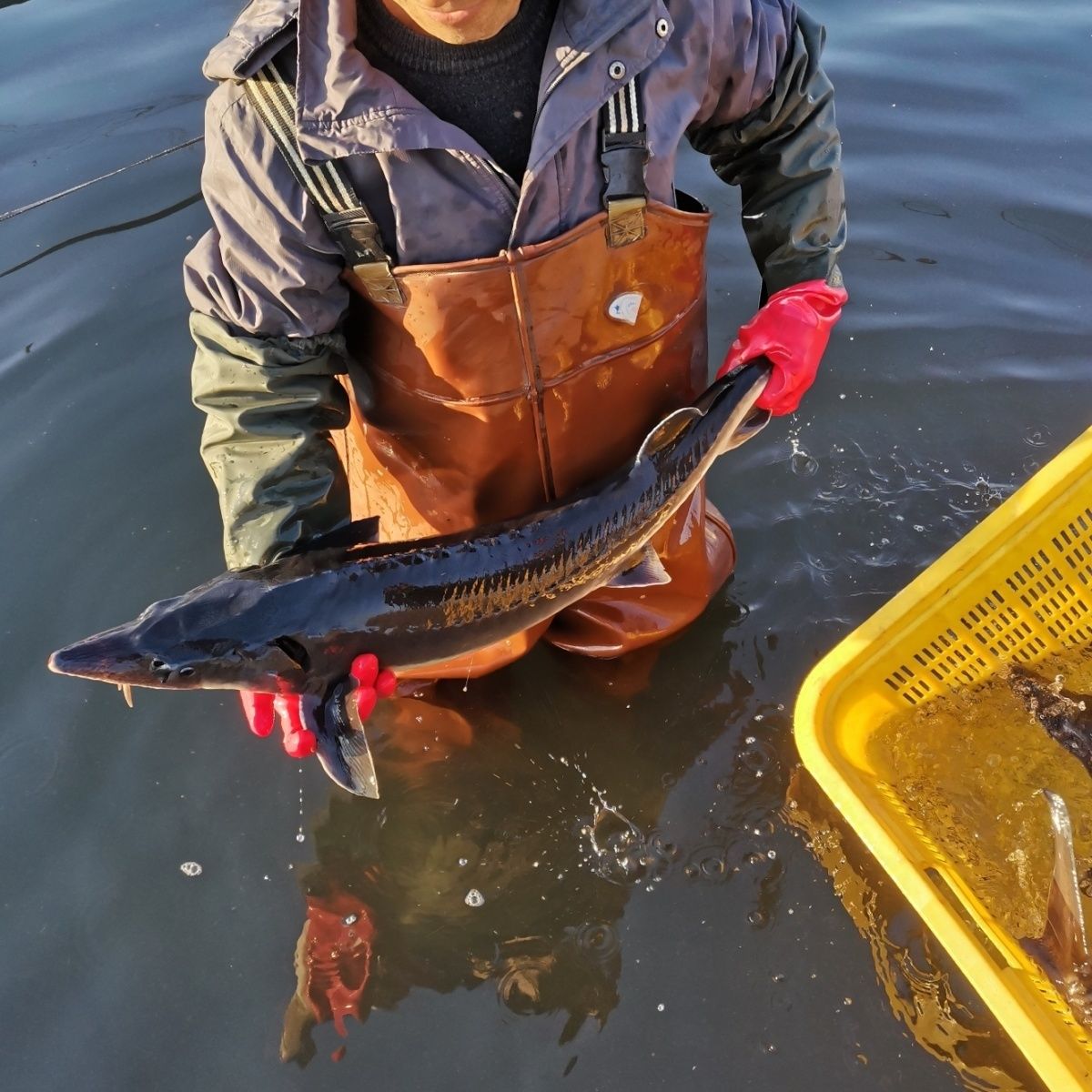 顺丰食用新鲜泉水养殖鲟鱼鲟龙鱼鲟鳇鱼中华鱼活鱼淡水鱼类水产