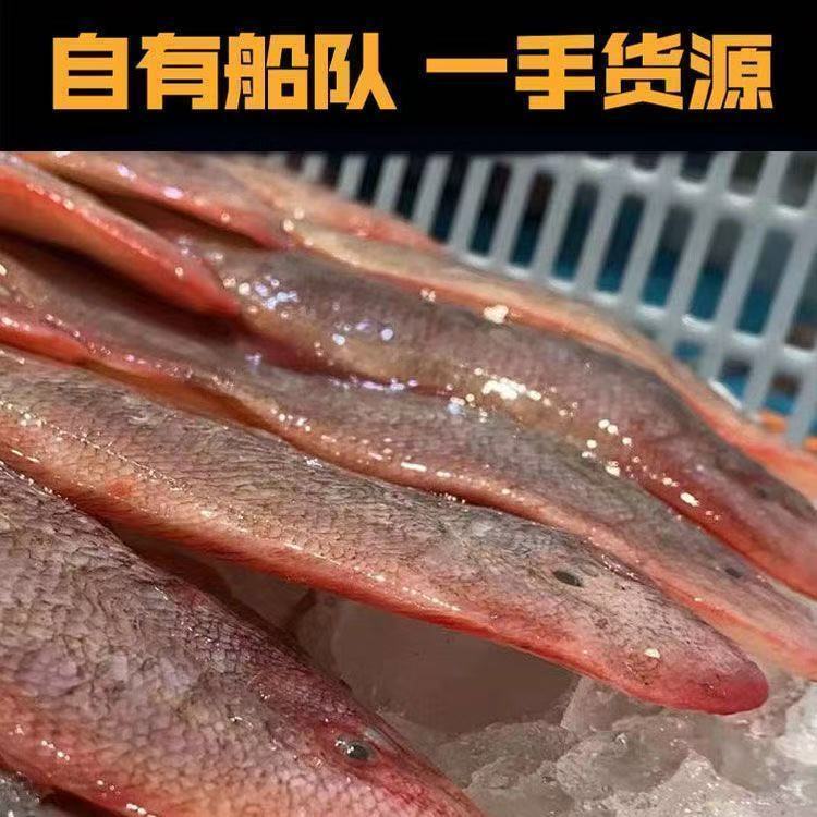 纯野生龙利鱼新鲜舌头鱼整条踏板鱼湾湾鱼牛舌鱼鳎目鱼
