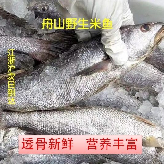 舟山深海米鱼新鲜冷冻海鲜鮸鱼敏鱼海捕鲜活水产生鲜特产 鳘鱼3条