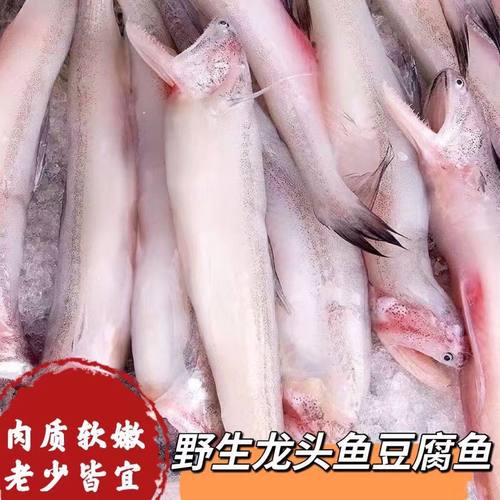 龙头鱼新鲜龙头鱼豆腐鱼九肚鱼冷冻丝丁鱼新鲜棉花鱼特级海捕新鲜