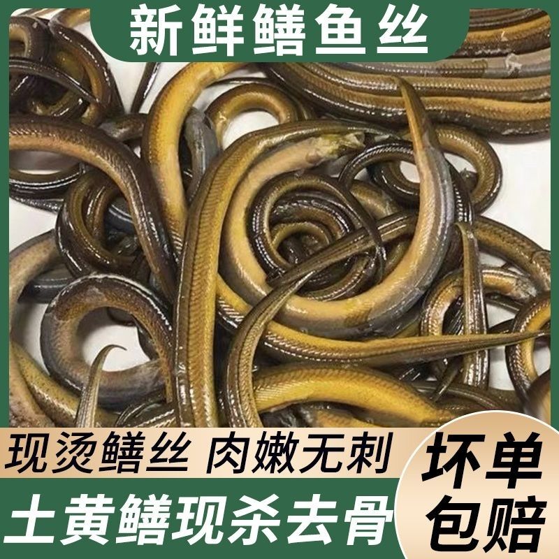 【顺丰】新鲜鲜冻活黄鳝丝黄鳝去头去内脏无骨现杀新鲜现烫鳝丝