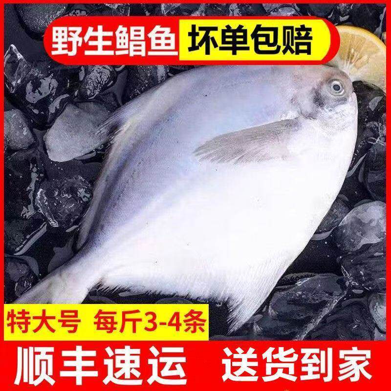 野生鲳鱼新鲜冷冻东海银鲳鱼鲜活海鲜水产海捕白鲳鱼平鱼批发