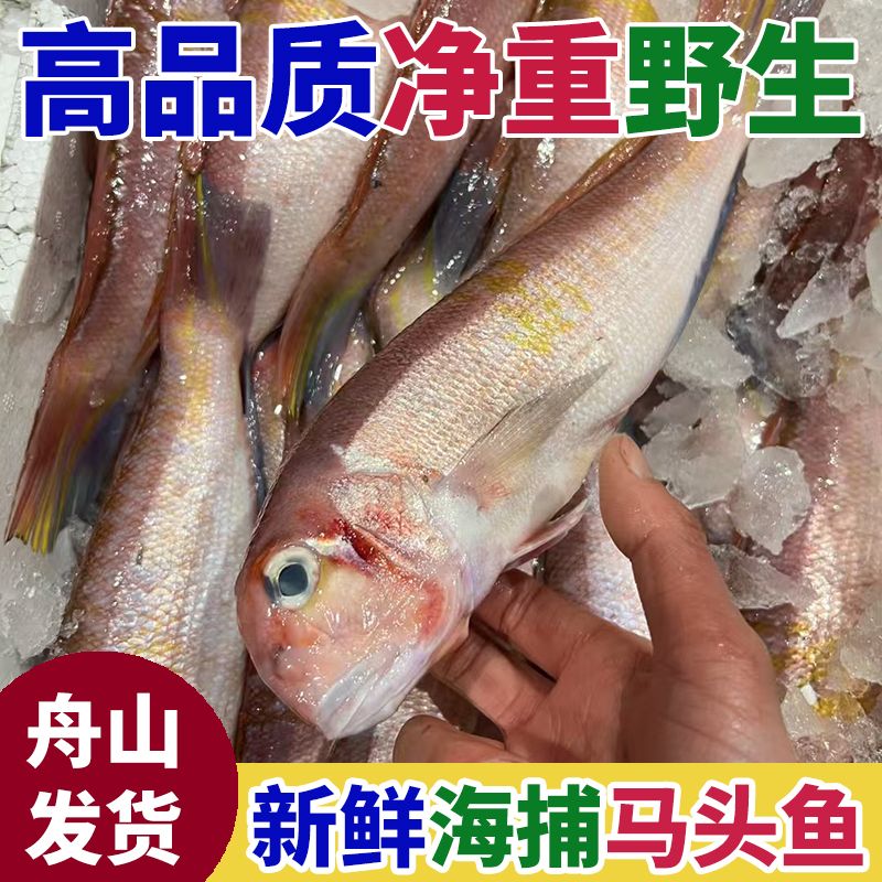 马头鱼海钓深海冷冻潮汕海鲜水产方头鱼马面鱼500g海鱼新鲜斧头鱼