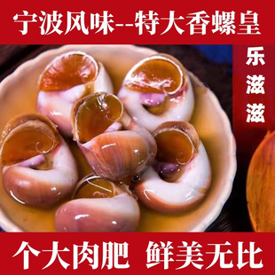 乐滋滋特大野生醉香螺650克 醉螺 肉螺 醉海螺 醉玉螺 宁波海鲜特