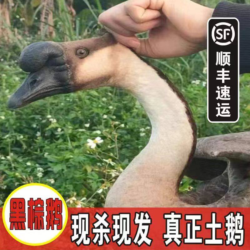 广东农家黑棕鹅现杀现发鹅肉新鲜大鹅林间散养,水产肉类/新鲜蔬果/熟食,鹅肉/鹅肉制品,淘宝优惠券,粉丝福利购,淘宝优惠卷