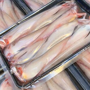 新鲜豆腐鱼龙头鱼野生海捕九肚鱼龙头鮳水潺鼻涕狗母鱼虾潺丝丁鱼