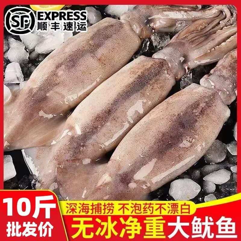 【顺丰包邮】大鱿鱼海捕鲜冻无冰无泡发整箱鱿鱼新鲜整只烧烤批发