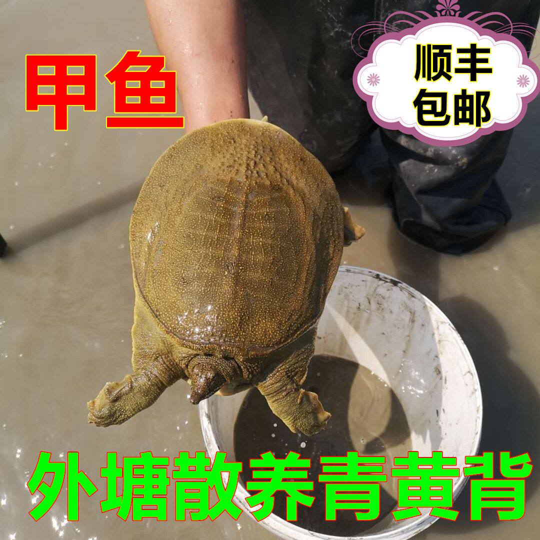 【顺丰包邮】纯天然野外散养外塘青黄甲鱼鲜活中华老鳖新鲜可食用
