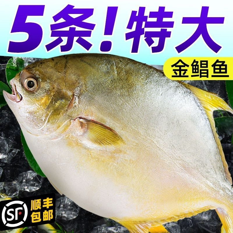 【顺丰】特大号金鲳鱼新鲜大号海鱼鲳鱼冷冻海昌金昌海鲜顺丰冷链