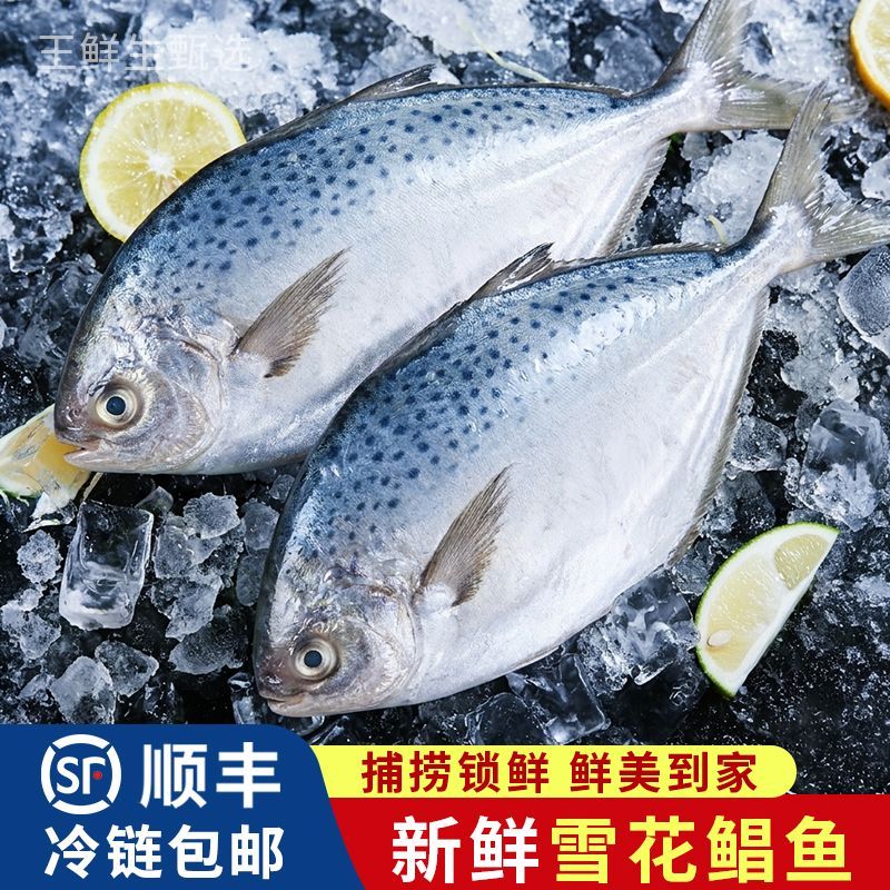 【顺丰】南极雪花鲳鱼特大海鲜鲳鱼新鲜速冻餐饮批发整条鲜活速冻
