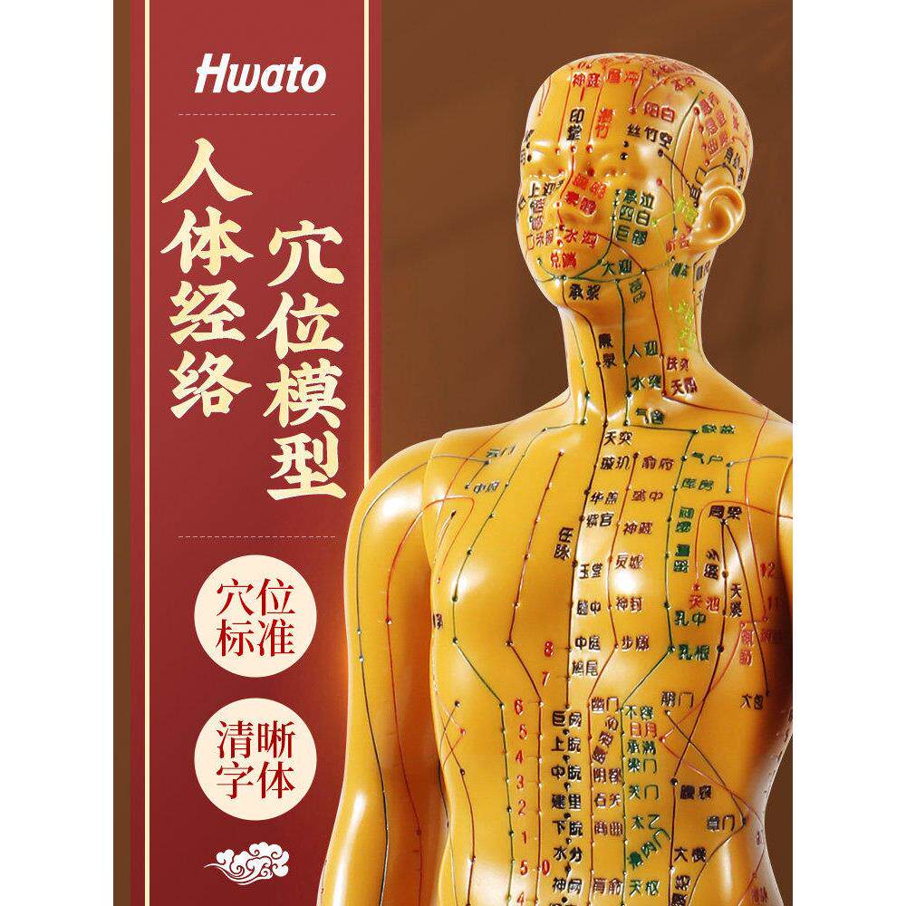 华佗牌针灸人体穴位经络模
