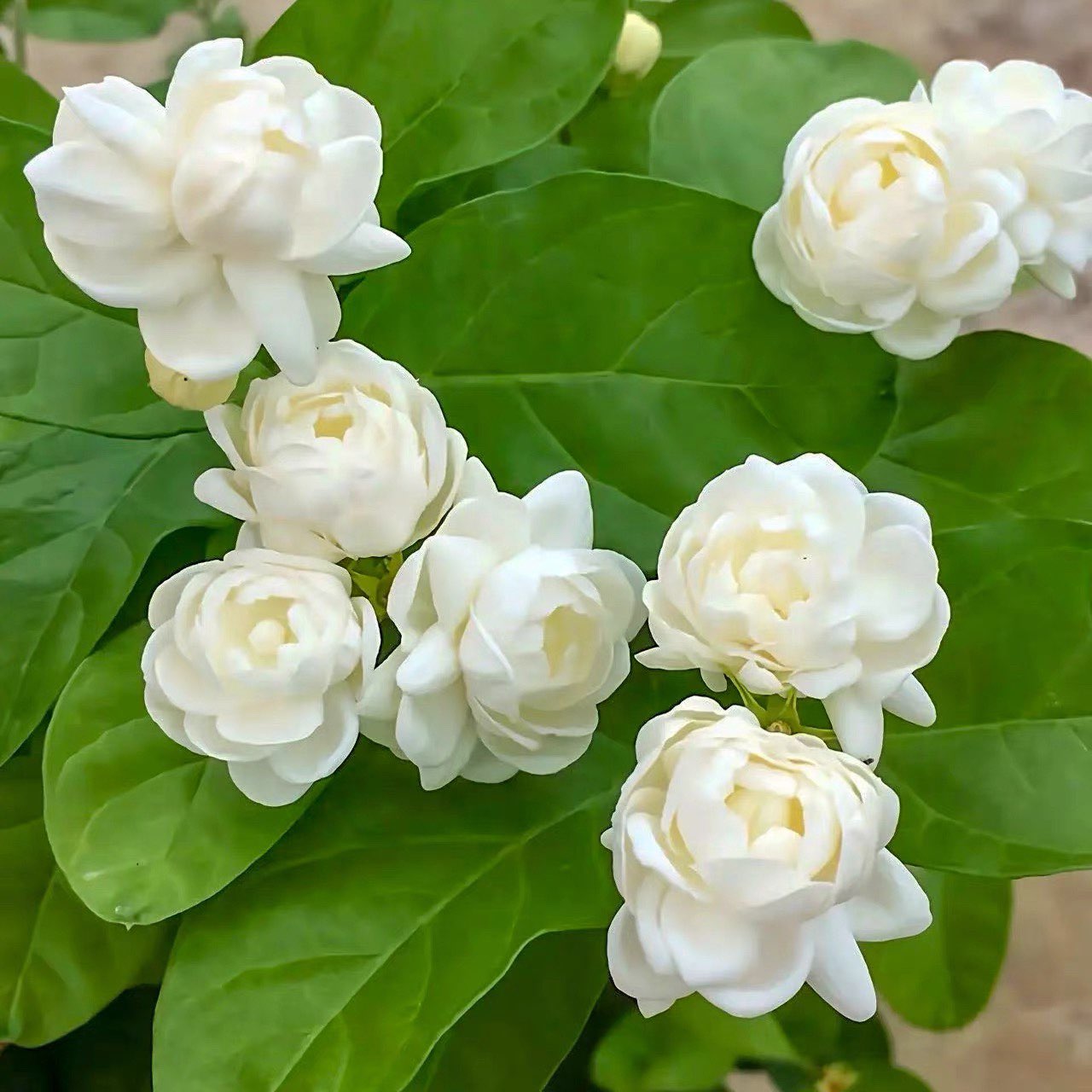 正品宝珠茉莉花盆栽白花绿叶图片