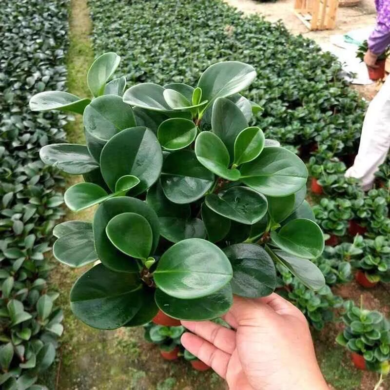 绿丝绦碧玉盆栽电脑宝贝室内桌面绿植新手易养净化空气观叶植物