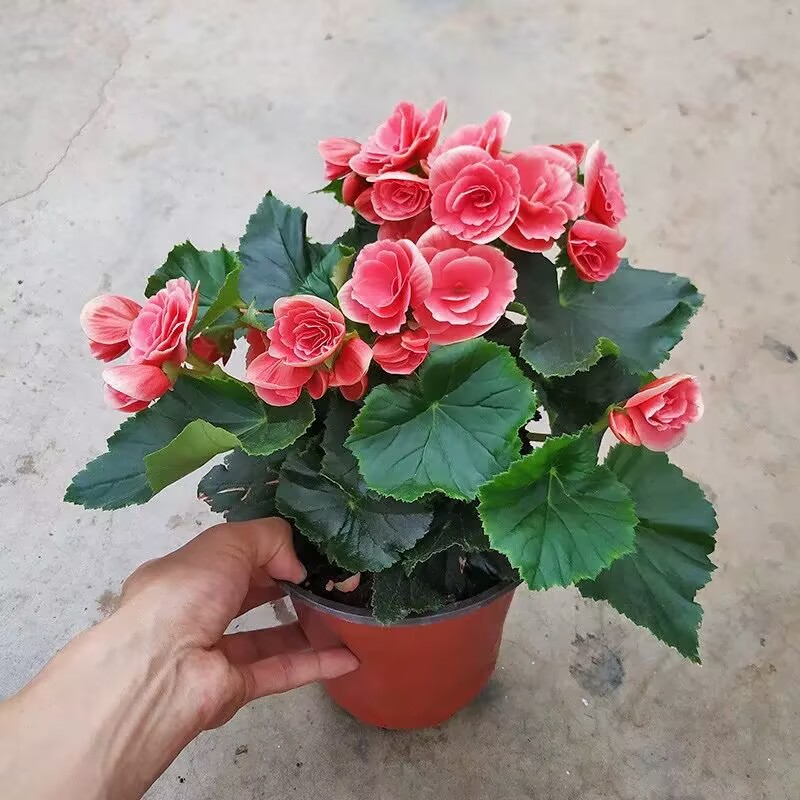 绿丝绦重瓣丽格海棠盆栽带花