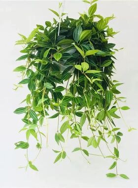 钻石翡翠绿萝盆栽室内水培植物好养活吸甲醛净化空气垂吊绿植