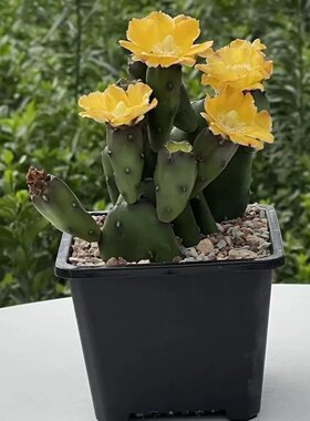 小土人团扇 趣味仙人掌 迷你小仙人掌 多肉植物 开花仙人球
