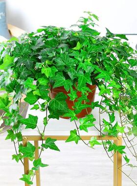 常春藤盆栽吊兰垂吊挂盆四季长青好养爬藤植物阳台室内吸甲醛绿植