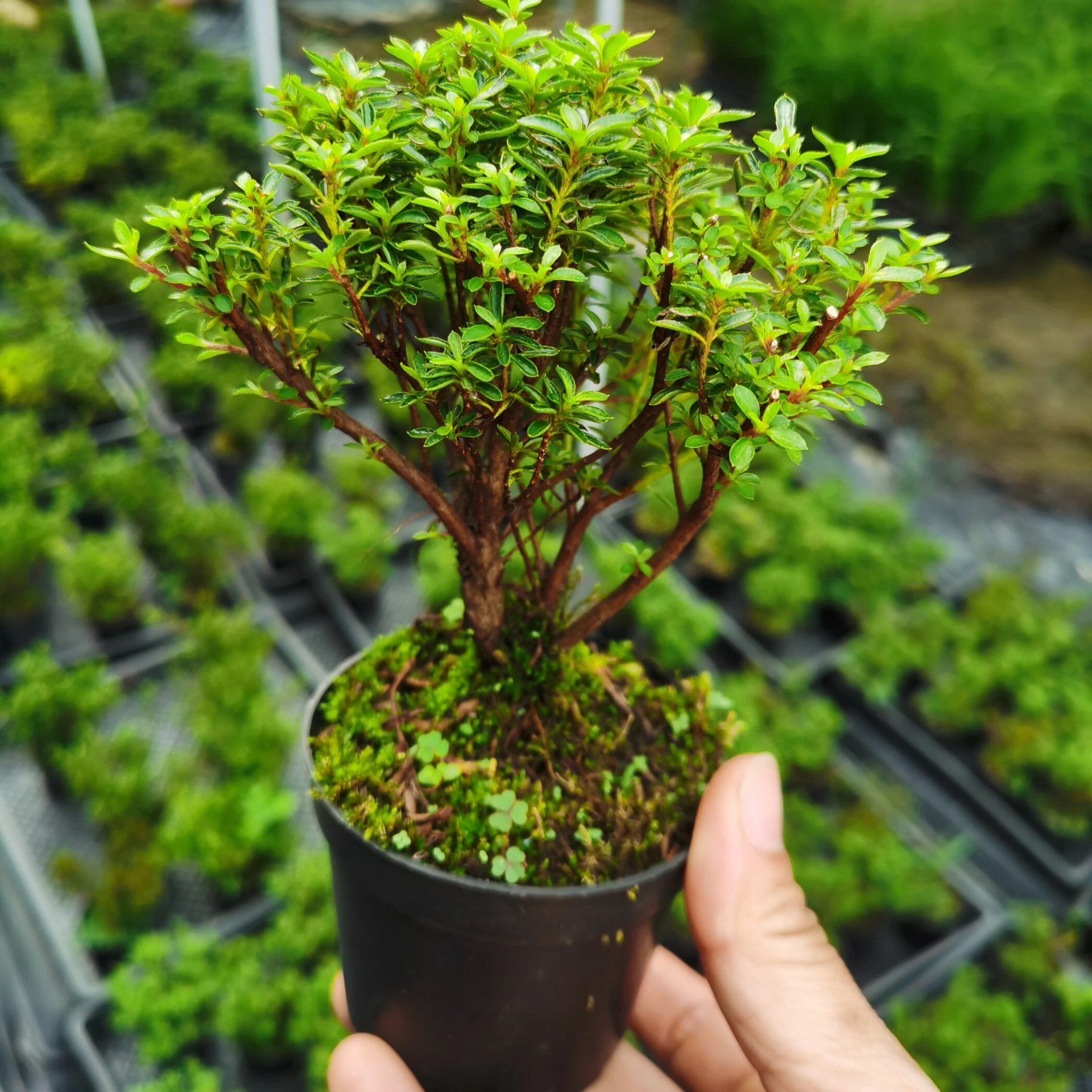 姬杜鹃日本姬早乙女杜鹃盆景植物