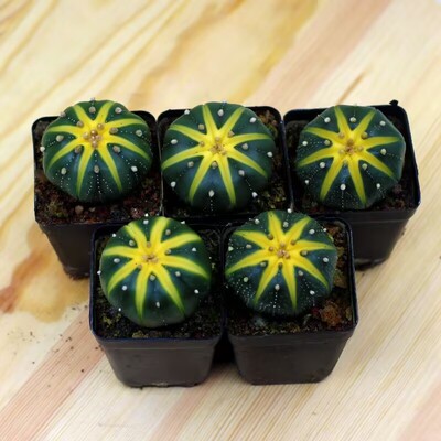 黄金兜西瓜兜星兜锦多肉植物