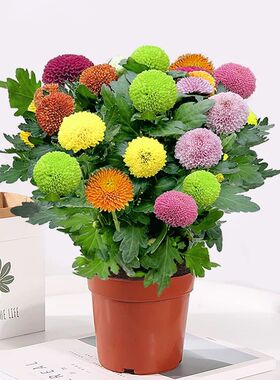 乒乓菊盆栽带花发货多色菊花四季开花大秒阳台室内好养易活菊花苗