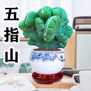 五指山盆栽仙人掌多肉植物大颗室内稀有品种耐旱好养办公室绿植