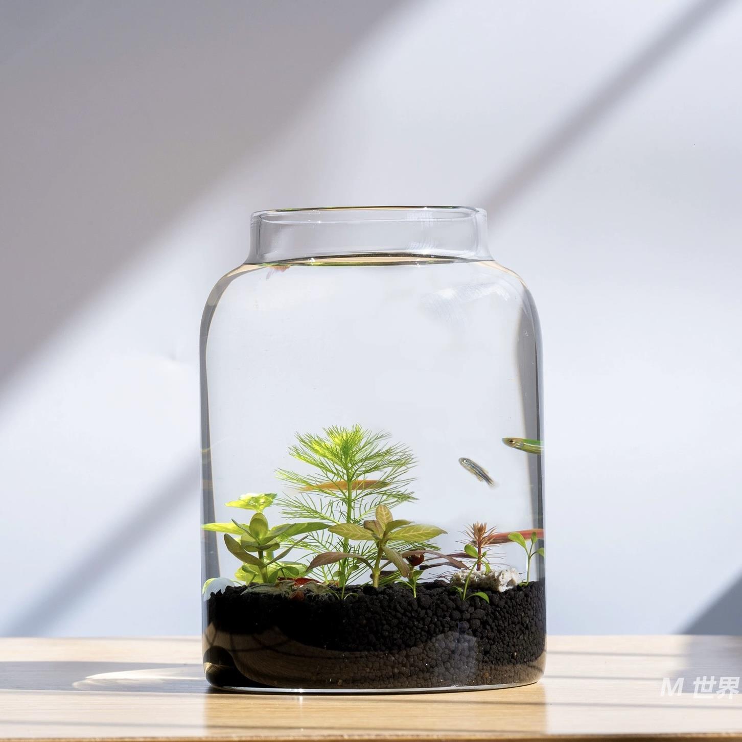 生态瓶免换水全套微景观