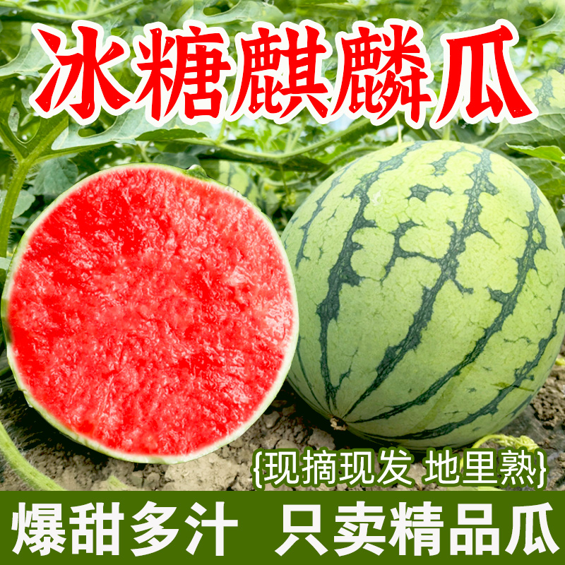 云南正宗8424薄皮麒麟瓜无籽甜冰淇淋大西瓜水果当季新鲜整箱包邮