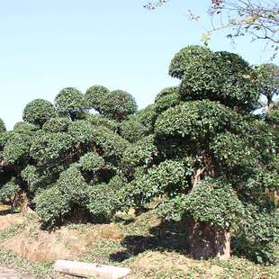 造型椤木石楠景观柞树古桩造景用椤木石楠树基地