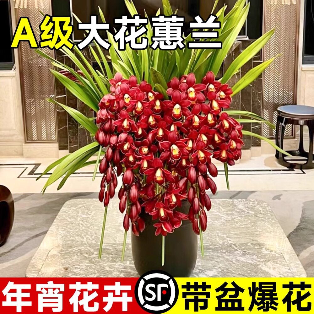 大花蕙兰带苞年宵花盆栽耐寒