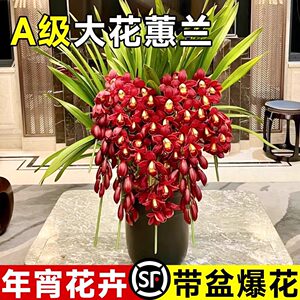 大花蕙兰带苞年宵花盆栽耐寒