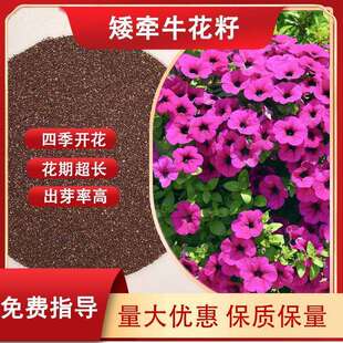 四季开花矮牵牛花籽园林绿化多色牵牛花小区时令草花喇叭花花卉