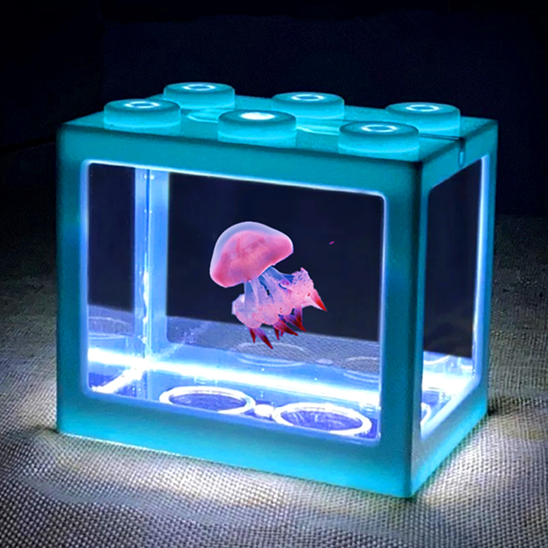 极速赤月倒立海月水母活物体验缸A小型学生礼物非淡水观赏水母宠