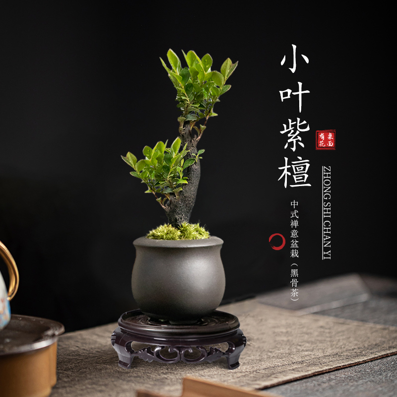 小叶紫檀盆景树苗花卉禅意盆栽造景客厅办公室绿植物桌面好养四季